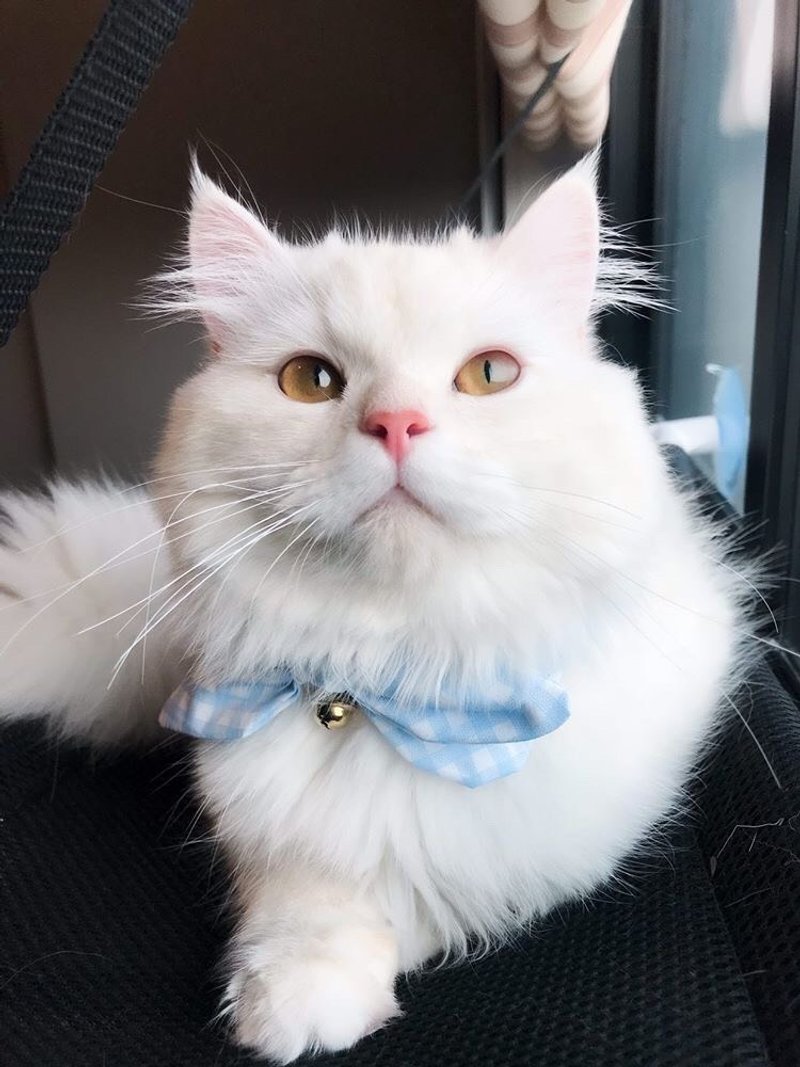 Pet man collar, bird version (twitter) blue - 项圈/牵绳 - 其他材质 