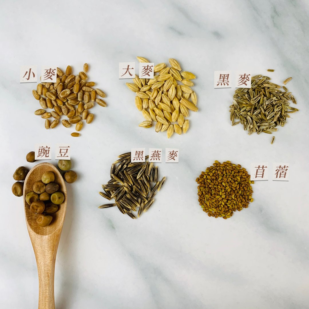 新春礼盒  黑燕麦 黑麦猫草种子 DIY材料包  猫用品 猫草 猫花盆 - 植栽 - 陶 