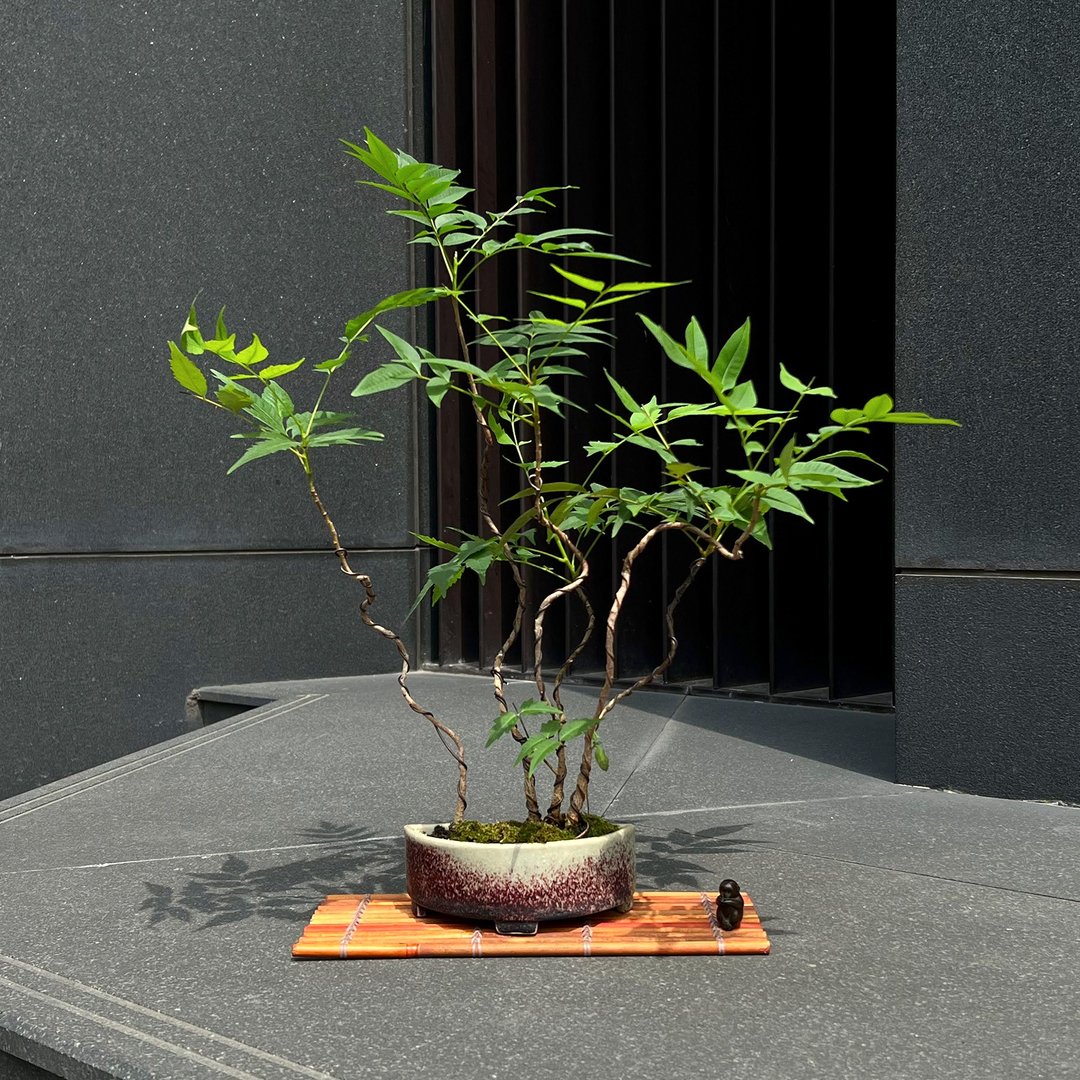 日本辰砂釉钵 漆树∣合植盆景 茶道情境苔盆景 - 植栽/盆栽 - 陶 