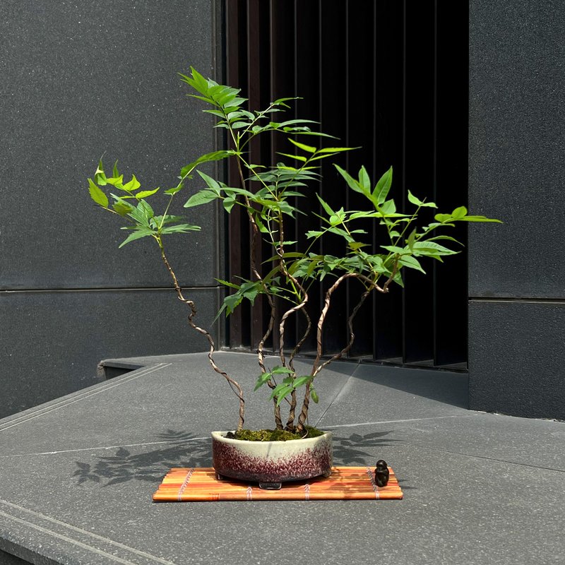 日本辰砂釉钵 漆树∣合植盆景 茶道情境苔盆景 - 植栽/盆栽 - 陶 