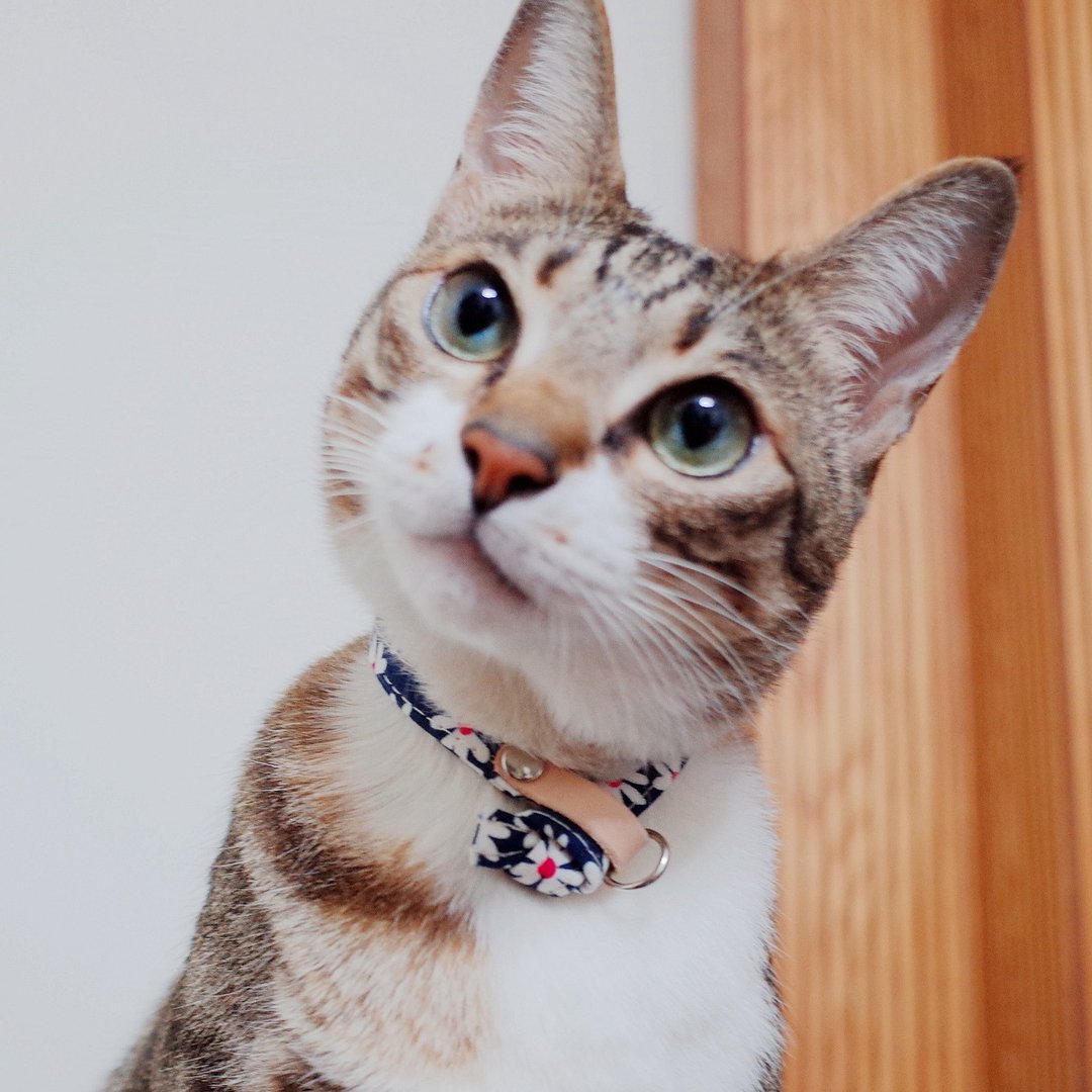 猫 项圈 复古 和风 蓝色小雏菊 附铃铛 - 项圈/牵绳 - 棉 