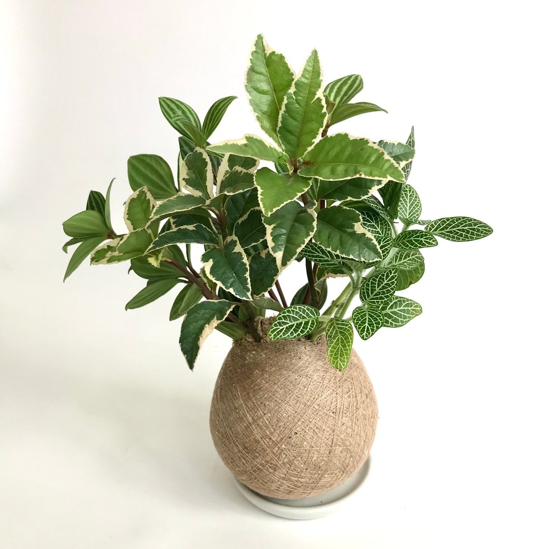 斑叶黄金万两 手作组合植栽苔球 - 植栽/盆栽 - 植物．花 