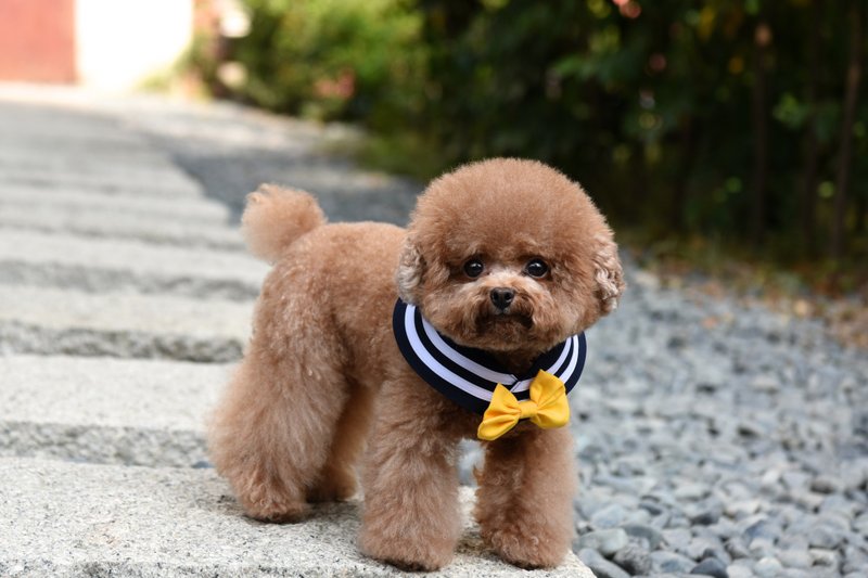 萌少女战士水手领 - 天王星 - 三种穿搭、附蝴蝶结 & 水手结 - 衣/帽 - 棉．麻 黄色