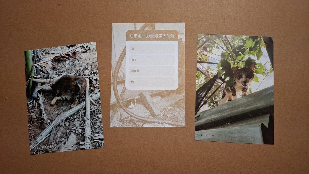 Cat Postcard 猫摄影明信片 一组三款 猫咪 屋顶上 土地上 黑洞里 - 卡片/明信片 - 纸 多色