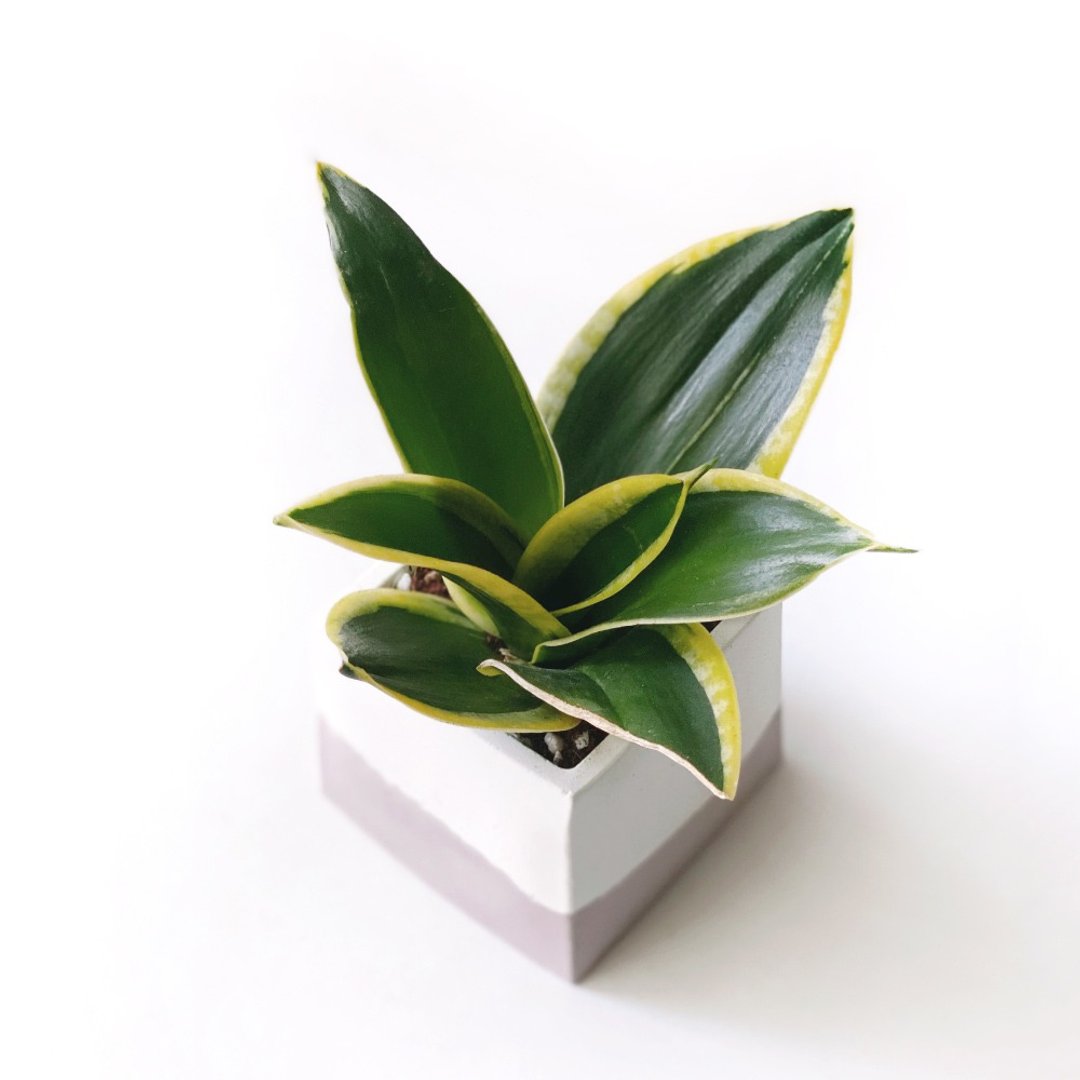 莫兰迪粉系列 | 荷花虎尾兰 净化空气 方形双色水泥植栽 - 植栽/盆栽 - 植物．花 粉红色