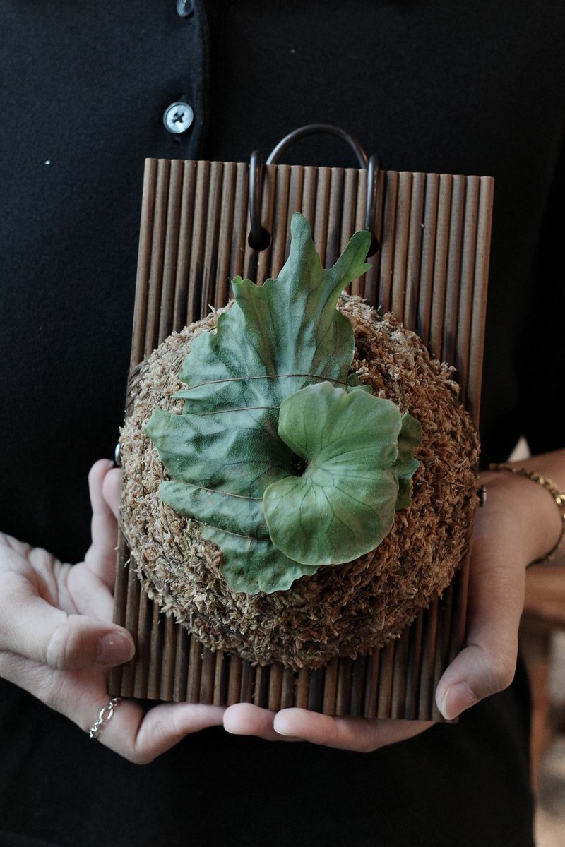 侏儒女王鹿角蕨 - 植栽/盆栽 - 植物．花 