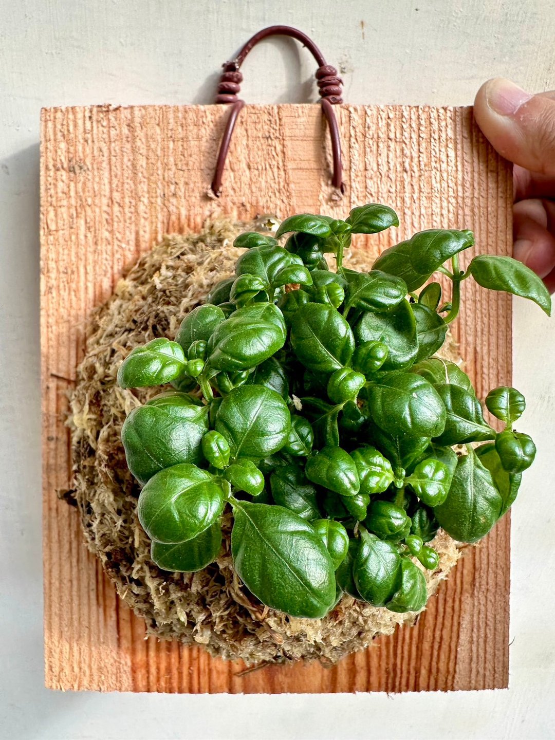 【弹簧草】植物上板 办公室植物 生日礼物 观叶植物 室内植物 - 植栽/盆栽 - 植物．花 