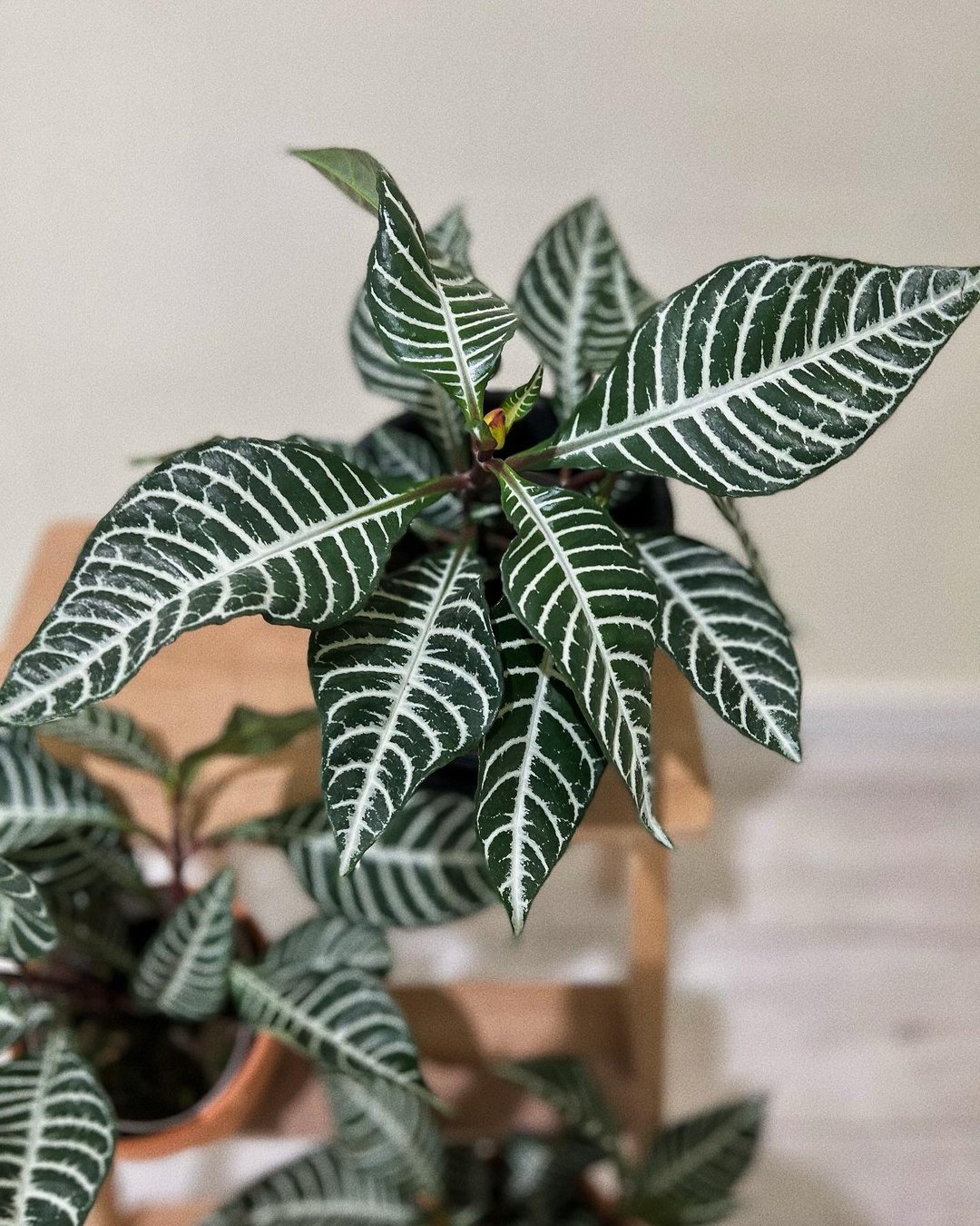 【室内绿植】斑马花  Aphelandra Squarrosa - 植栽/盆栽 - 植物．花 