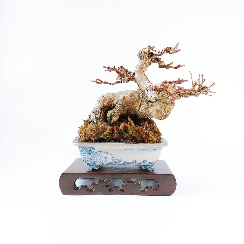 小品盆栽【日本唐枫・トウカエデ】 - 植栽/盆栽 - 植物．花 