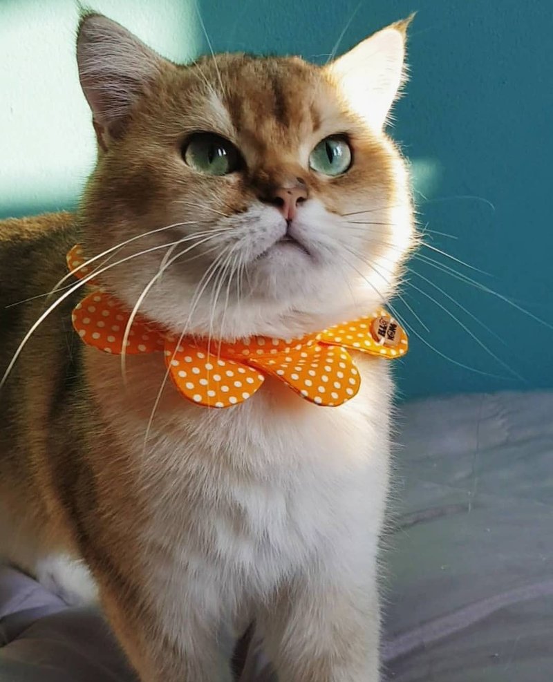 EllaWangDesign Flower petals collar 宠物 花瓣 颈圈 水玉点 - 项圈/牵绳 - 棉．麻 橘色