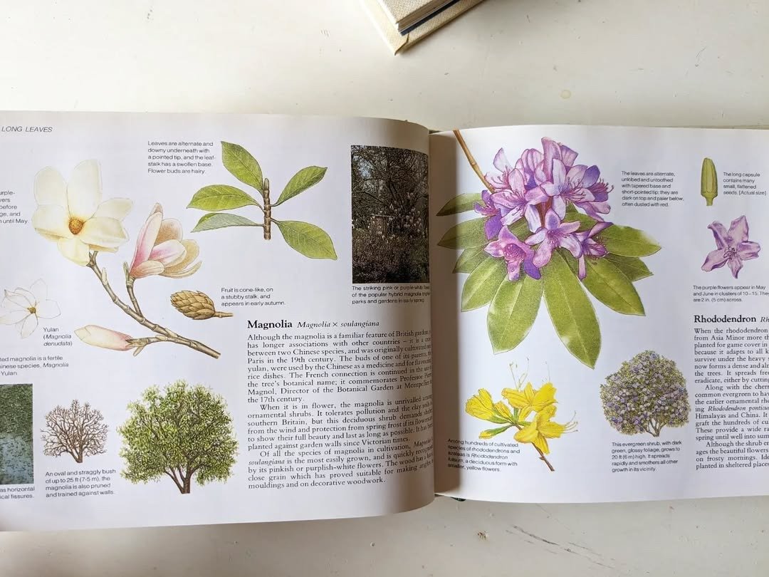 英国树木和灌木实地指南/老书/古书/图鉴/花艺/老书 - 刊物/书籍 - 纸 黄色