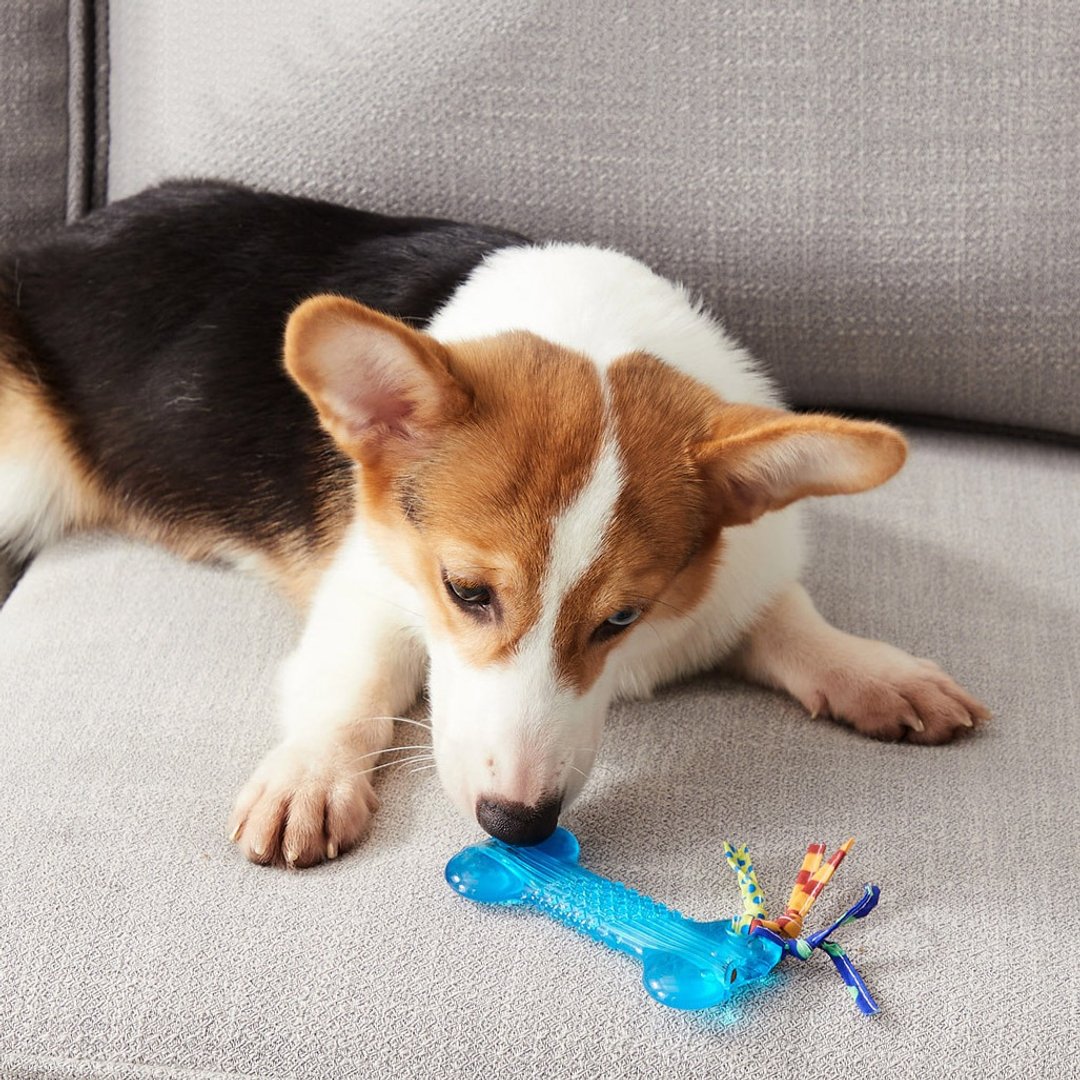 狗狗洁牙 欧卡迷你骨头 (小型犬) 宠物玩具 - 玩具 - 其他材质 