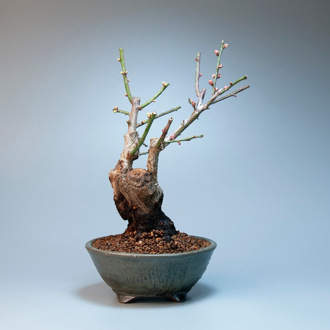 【日本植物】红白梅 观花植物 小品盆栽 推荐盆景 - 植栽/盆栽 - 植物．花 