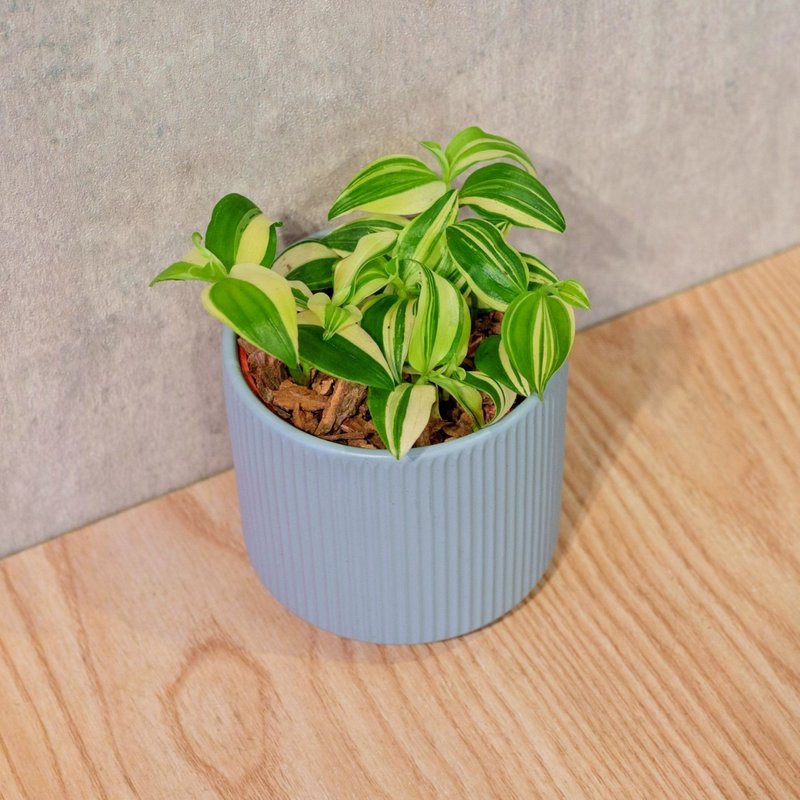 水竹 莫兰迪色系直纹陶盆 室内植物 观叶植物 礼物 盆栽 交换礼物 - 植栽/盆栽 - 植物．花 蓝色