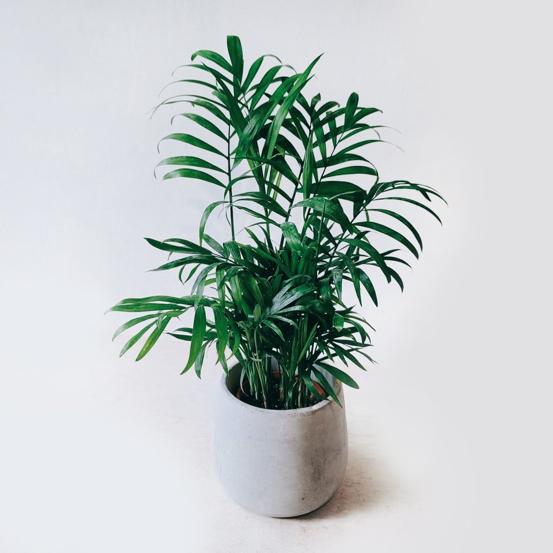袖珍椰子 - 植栽/盆栽 - 水泥 灰色
