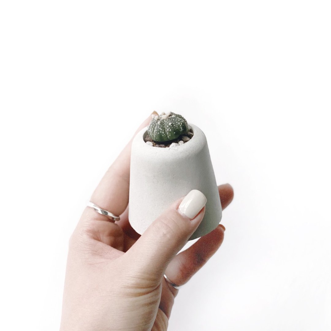 纯灰系列 | 星兜 小山丘造型水泥多肉植栽 - 植栽/盆栽 - 植物．花 灰色