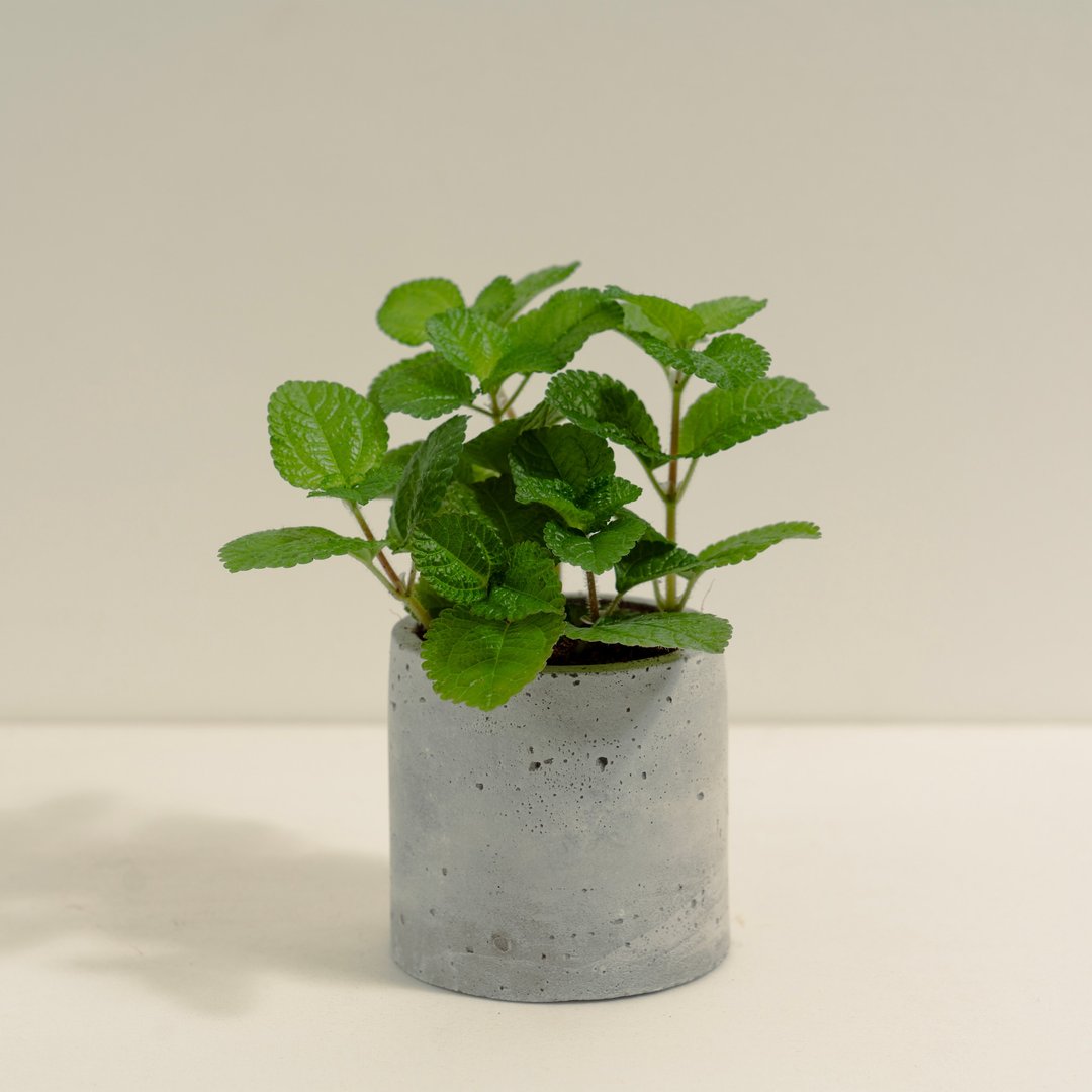 毛虾蟆草│泥作系列│福所栽 - 植栽/盆栽 - 水泥 绿色