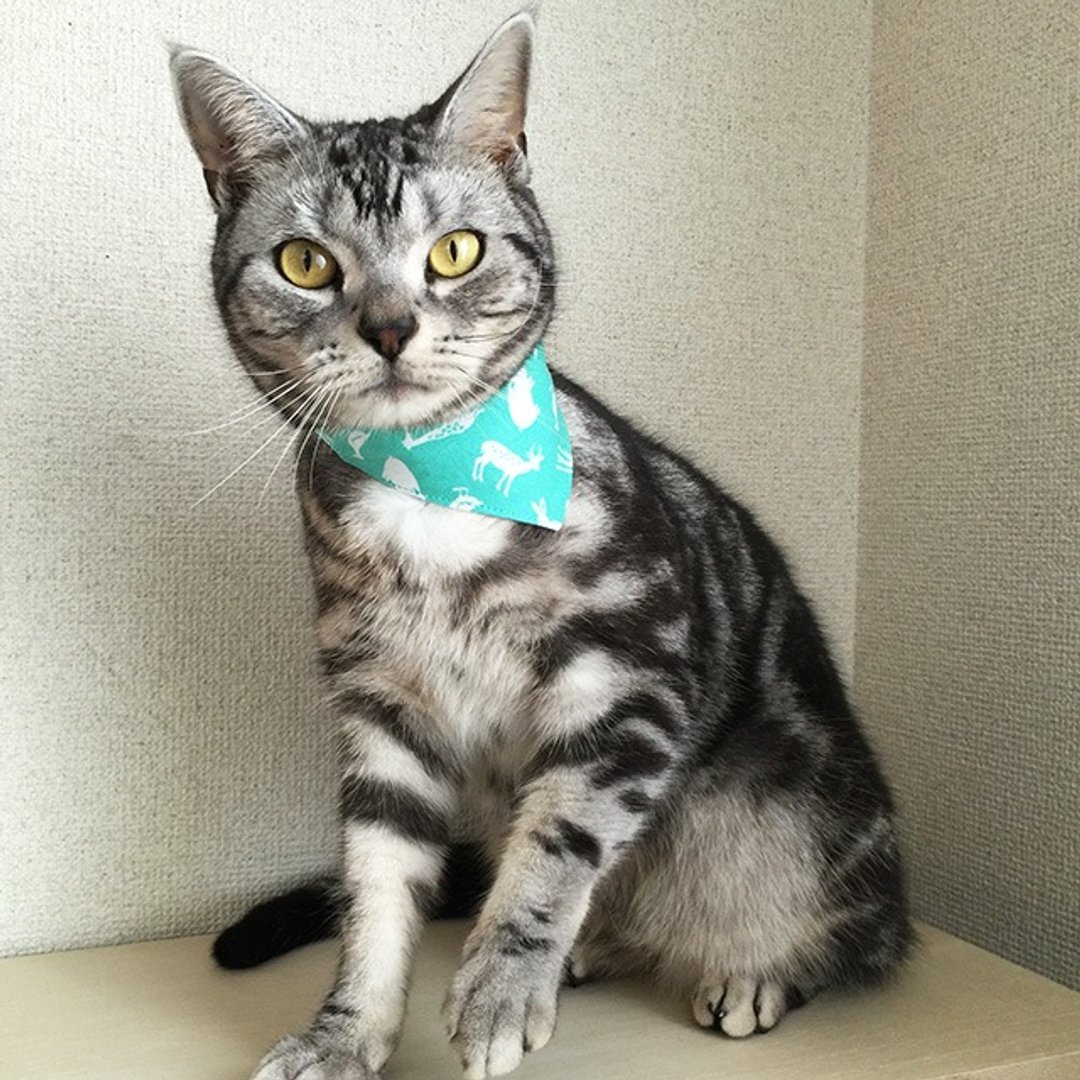 Animal Pattern Light Green / Bandana Style Collar for Cats with Corner Ring - 衣/帽 - 棉 绿色