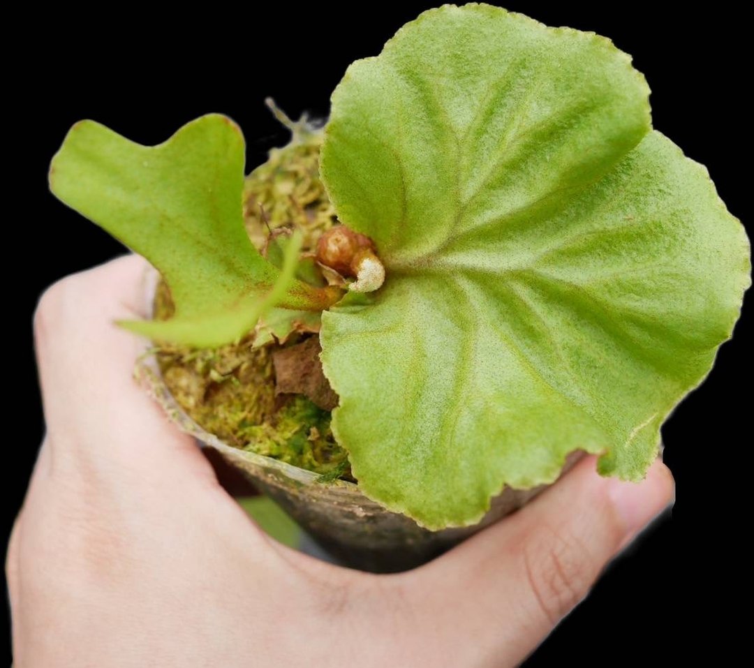 亚猴 亚洲猴脑 鹿角蕨 P.Ridleyi - 植栽/盆栽 - 植物．花 绿色