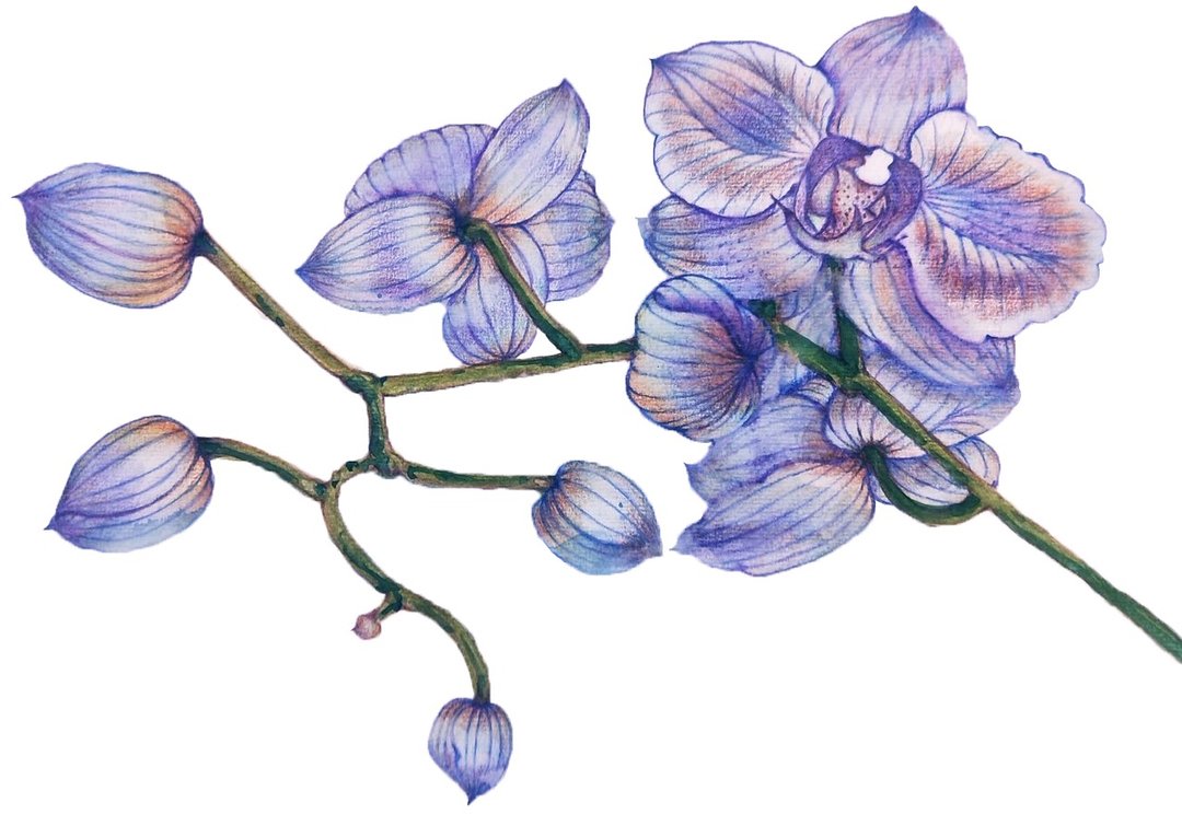 莳花绘影-色铅水彩 - 插画/绘画/写字 - 其他材质 
