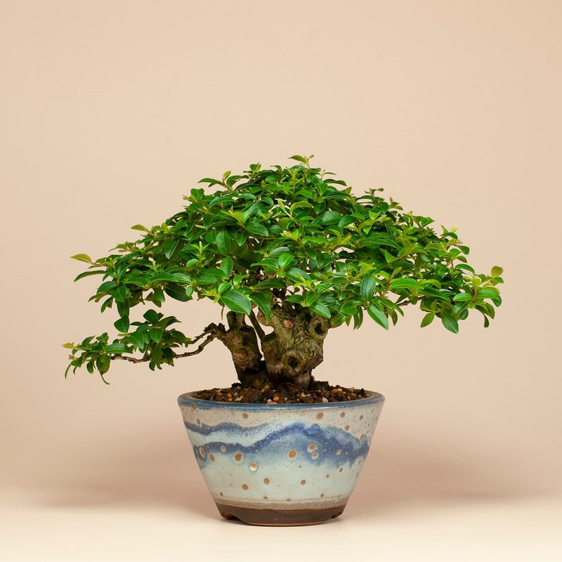 【日本植物】日本盆栽 姬紫薇 送礼推荐 居家摆设 - 植栽/盆栽 - 植物．花 