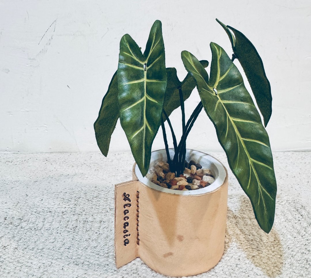 绒叶观音莲皮革小品 - 植栽/盆栽 - 真皮 