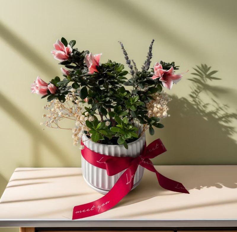 【富贵寓意】杜鹃花 新居送礼乔迁开幕荣升自家客厅阳台玄关 - 植栽/盆栽 - 陶 