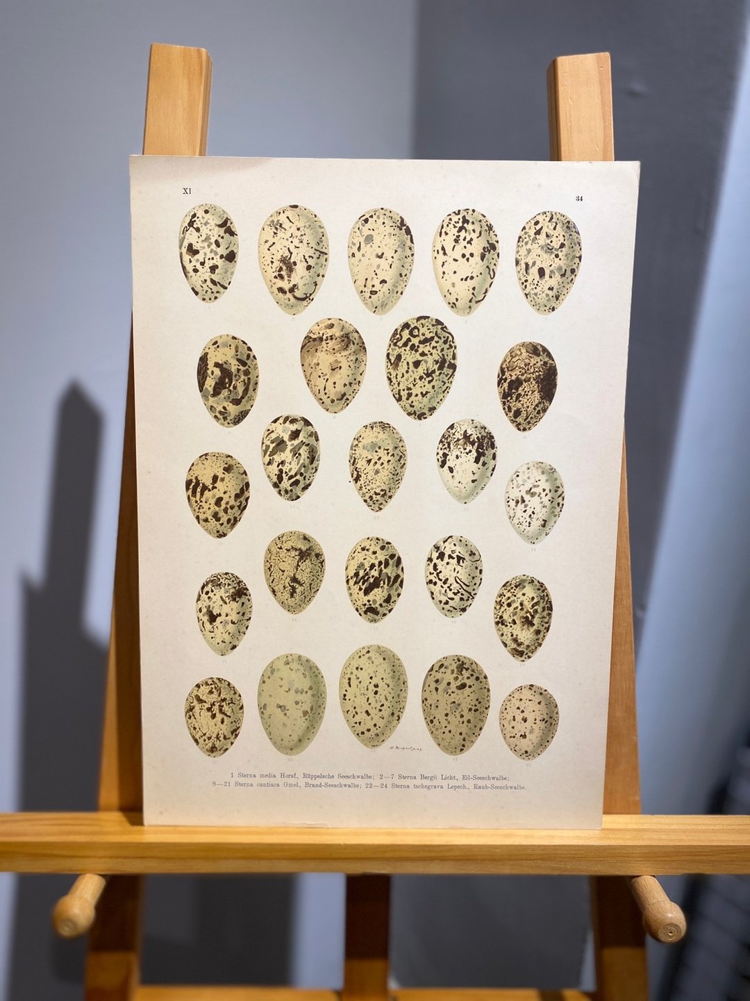 古董 19 世纪德国欧洲鸟蛋石版画图鉴 - 海报/装饰画/版画 - 纸 