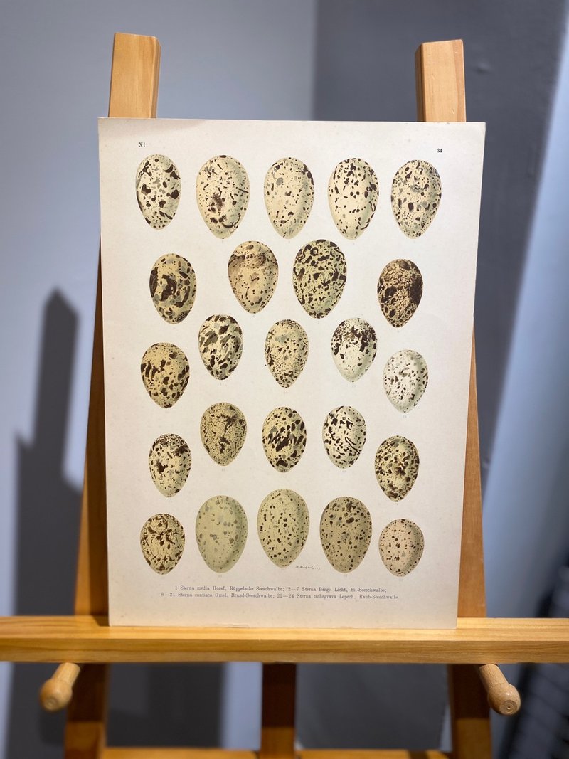 古董 19 世纪德国欧洲鸟蛋石版画图鉴 - 海报/装饰画/版画 - 纸 