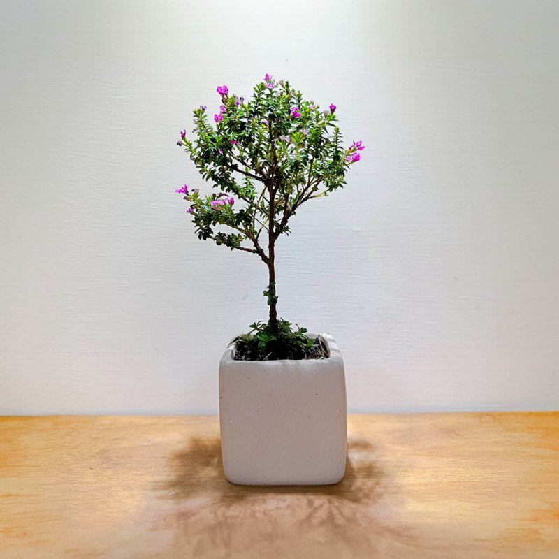 细叶雪茄花(含花器.可雕刻) 全年皆会开花 - 植栽/盆栽 - 植物．花 