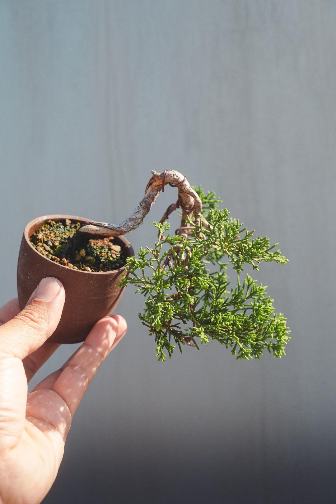正迷你真柏小盆栽 叶量茂密翠绿健康 迷你盆栽移动方便也可送礼 - 植栽/盆栽 - 植物．花 绿色