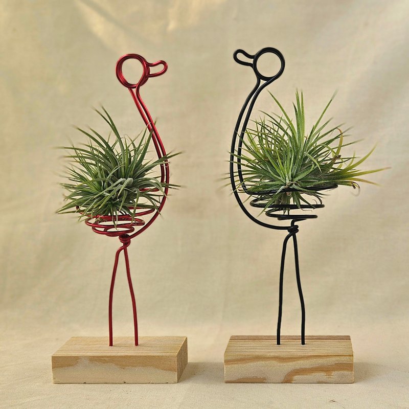 【黑鹤红鹤】含空凤 - 植栽/盆栽 - 其他金属 黑色