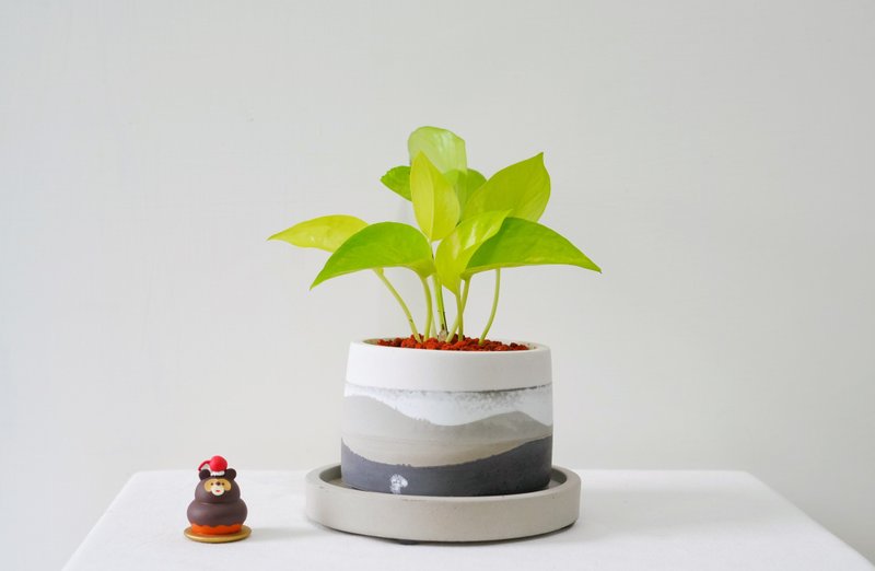 室内植物•黄金葛水泥盆栽 / 可定制英文字母 - 植栽/盆栽 - 水泥 多色