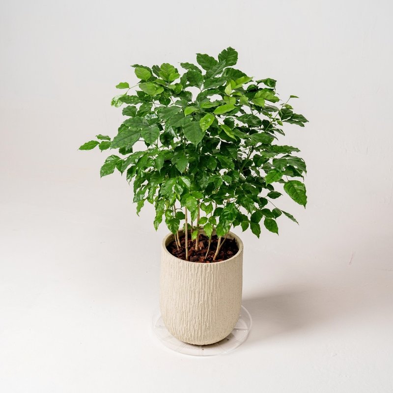 幸福树 旺旺树 发财树 奶白色树纹落地小盆栽 开幕花盆 观叶植物 - 植栽/盆栽 - 植物．花 