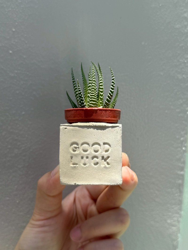Good luck 祝好运～!磁铁多肉盆栽 - 植栽/盆栽 - 水泥 灰色