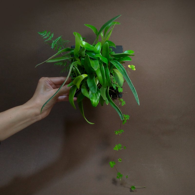 石苇 蕨觉森林相框∣山林元素 - 植栽/盆栽 - 树脂 