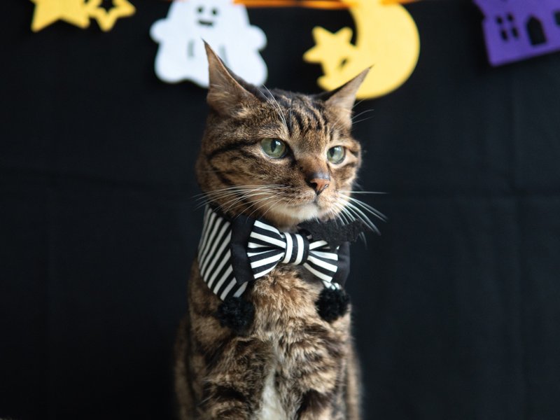 【万圣节限定系列】宠物围兜 猫咪 伯爵领巾 - 项圈/牵绳 - 棉．麻 黑色