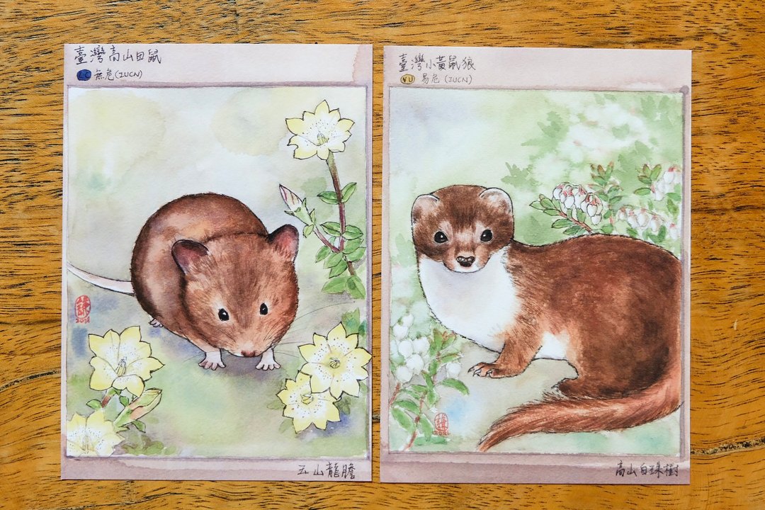 台湾特有种明信片/台湾高山田鼠/台湾小黄鼠狼套组 - 卡片/明信片 - 纸 多色