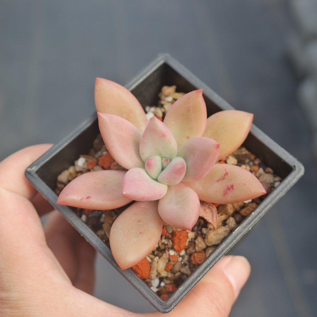 豆豆多肉植物与小杂货-植物-宝石唐娜 - 植栽/盆栽 - 植物．花 