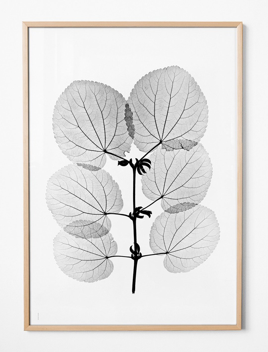 Tor G. Nitzelius设计X射线植物摄影 - 海报 KATSURA POST 70*100 - 海报/装饰画/版画 - 纸 灰色