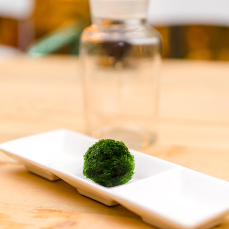 纯粹大绿藻球 - 植栽/盆栽 - 玻璃 绿色