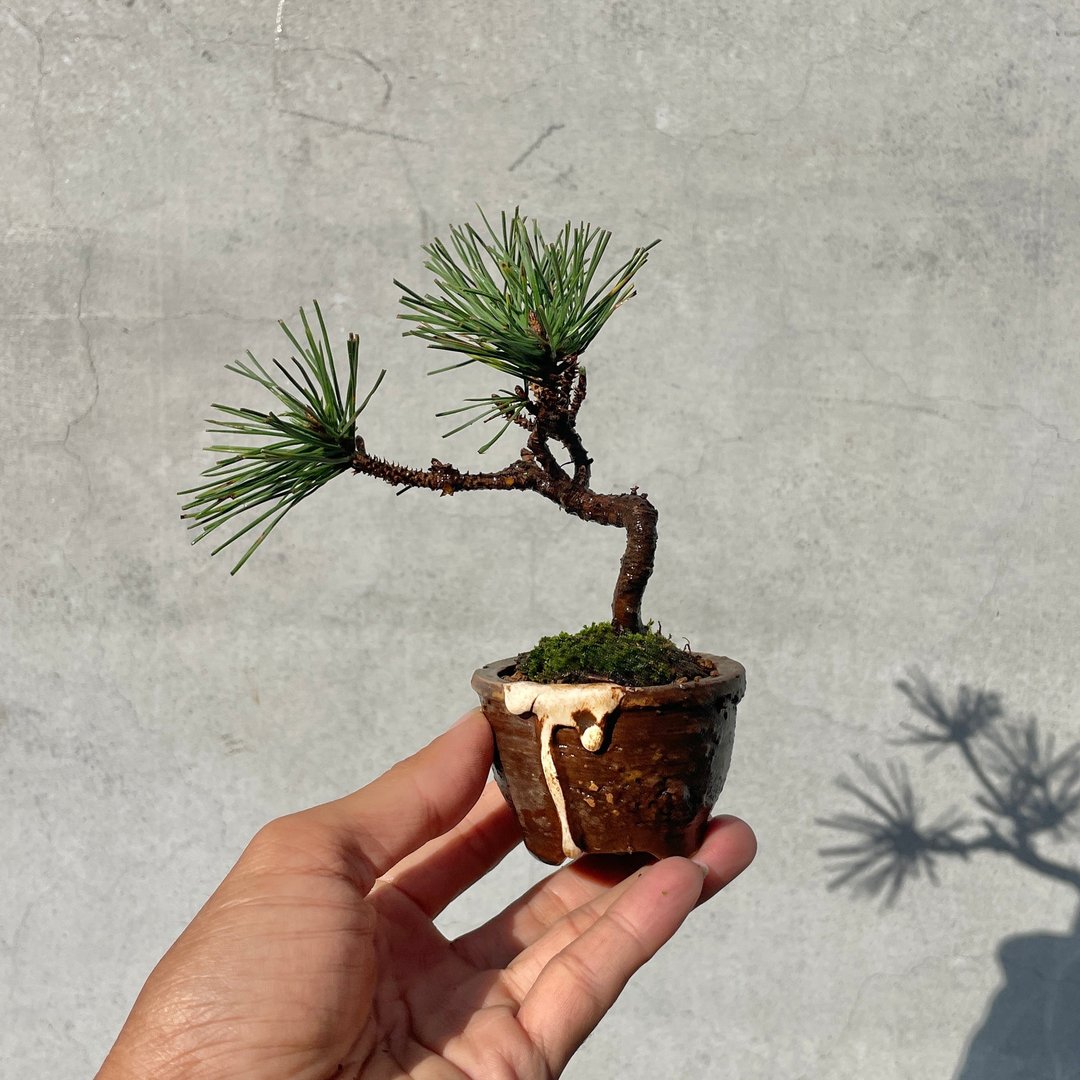 小品盆栽 - 日本三河黑松豆盆栽 手工盆 盆景 送礼 - 植栽/盆栽 - 植物．花 