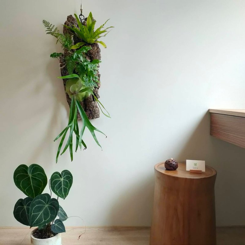 青曦之丘 - 香槟树皮板植物上板 - 植栽/盆栽 - 植物．花 绿色