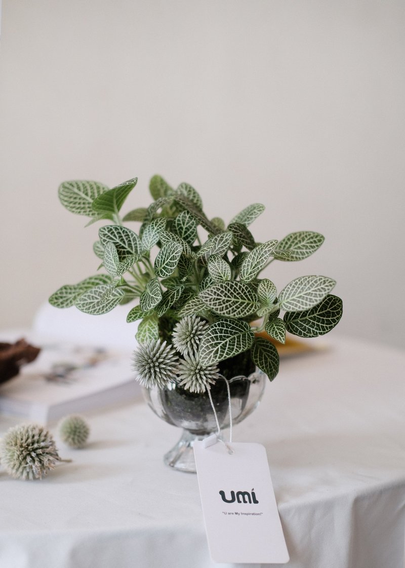 网纹草手作青苔球 - 植栽/盆栽 - 植物．花 