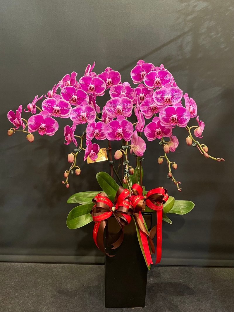 美少女蝴蝶兰 NEW YEAR-19 - 植栽/盆栽 - 植物．花 