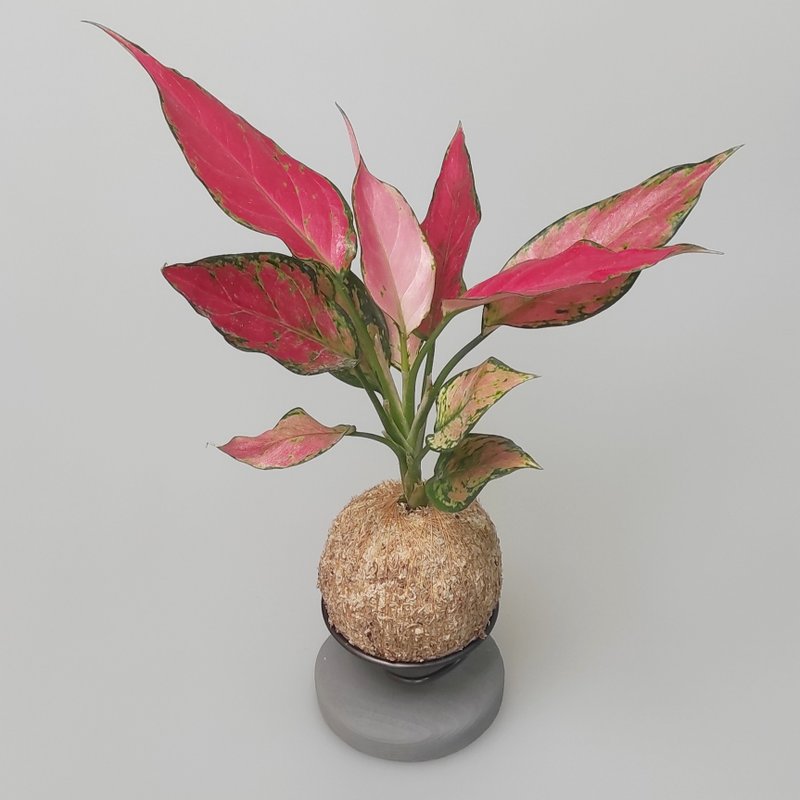 微一设计 / 圣诞红粗肋草+水泥底座 - 植栽/盆栽 - 植物．花 绿色