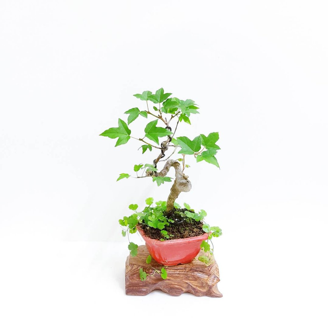 【秋冬季盆栽】小品盆栽・唐枫・トウカエデ - 植栽/盆栽 - 植物．花 