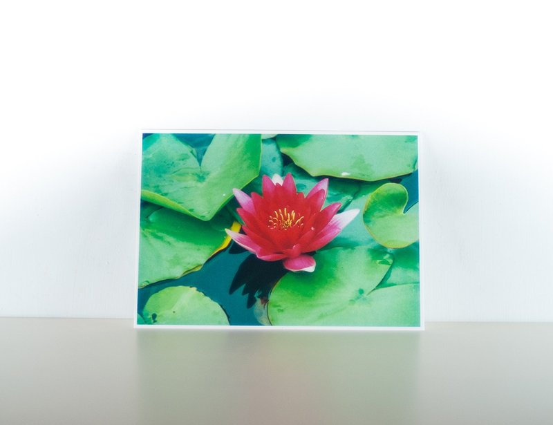 摄影明信片 | 睡莲 - 花草微风景 - 卡片/明信片 - 纸 红色