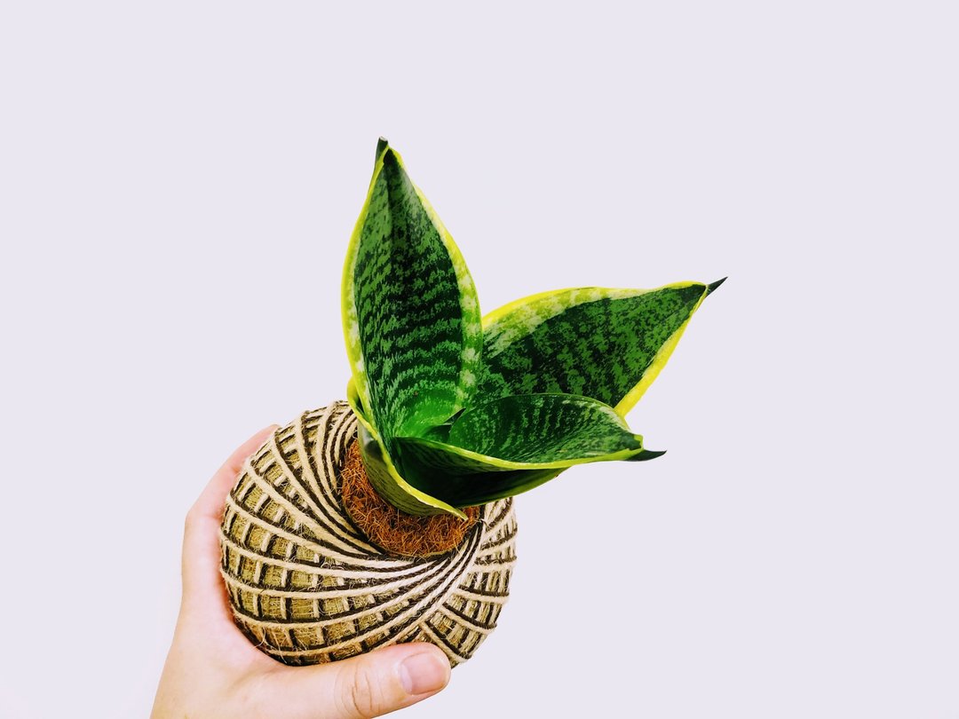 虎纹金边虎尾兰苔球│室内植物│阳台植物│观叶植物 - 植栽/盆栽 - 植物．花 黄色