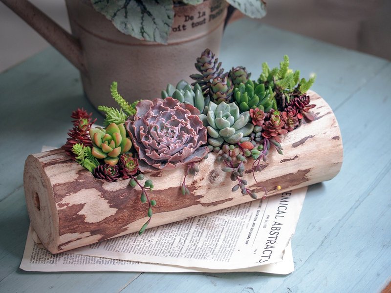 疗愈系列  | 森林系原木多肉植物花礼。乔迁。送礼。升迁 - 植栽/盆栽 - 木头 